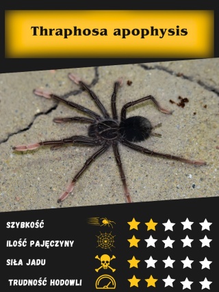 P Anapat#1×PSevenmoon×PCelsotatuta spore Pająki > Spider Lublin Strona 7 z 12